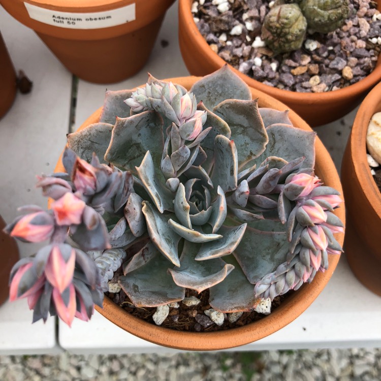 Plant image Echeveria Blue Heron