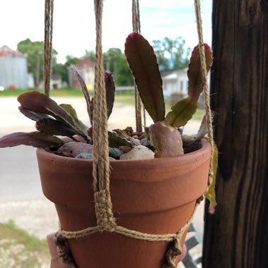 Rhipsalis ramulosa