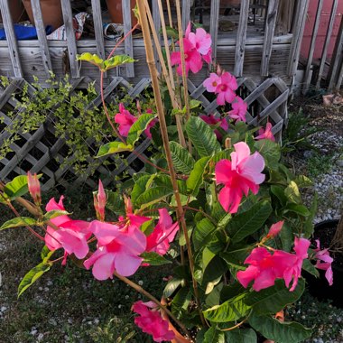 Mandevilla syn. Dipladenia