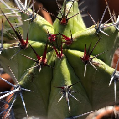 Polaskia Chichipe