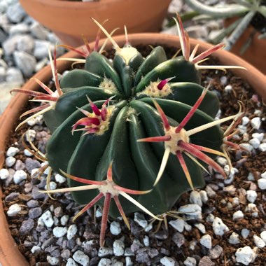 Ferocactus latispinus