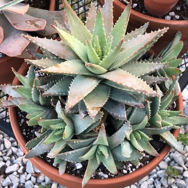 Aloe Brevifolia