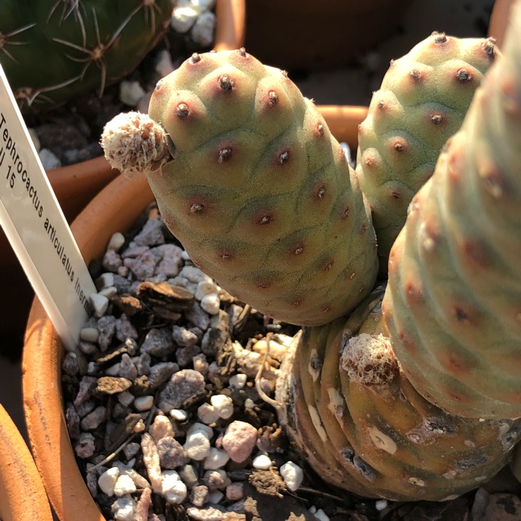 Plant image Tephrocactus articulatus 'Inermis' syn. Tephrocactus articulatus var. inermis