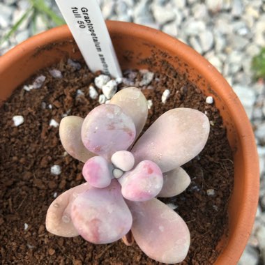 Graptopetalum Amethystinum