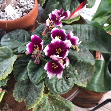 Streptocarpus sect. Saintpaulia  syn. Saintpaulia