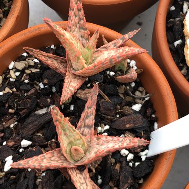 Aloe hybrid 'Pink Blush'