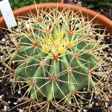 Ferocactus glaucescens