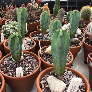 Myrtillocactus geometrizans