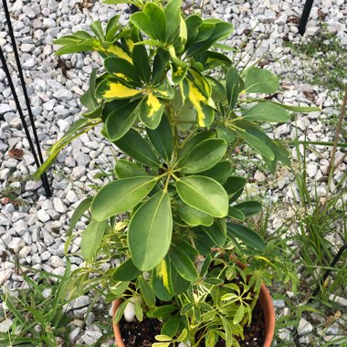 Schefflera aboricola (variegata)