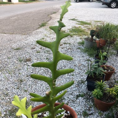 Selenicereus anthonyanus syn. Cryptocereus anthonyanus