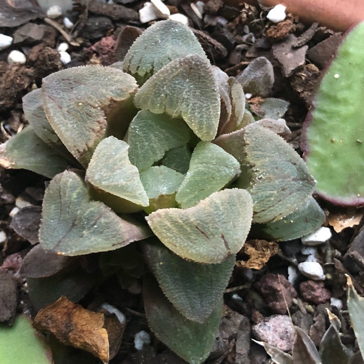 Plant image Haworthia Emelyae