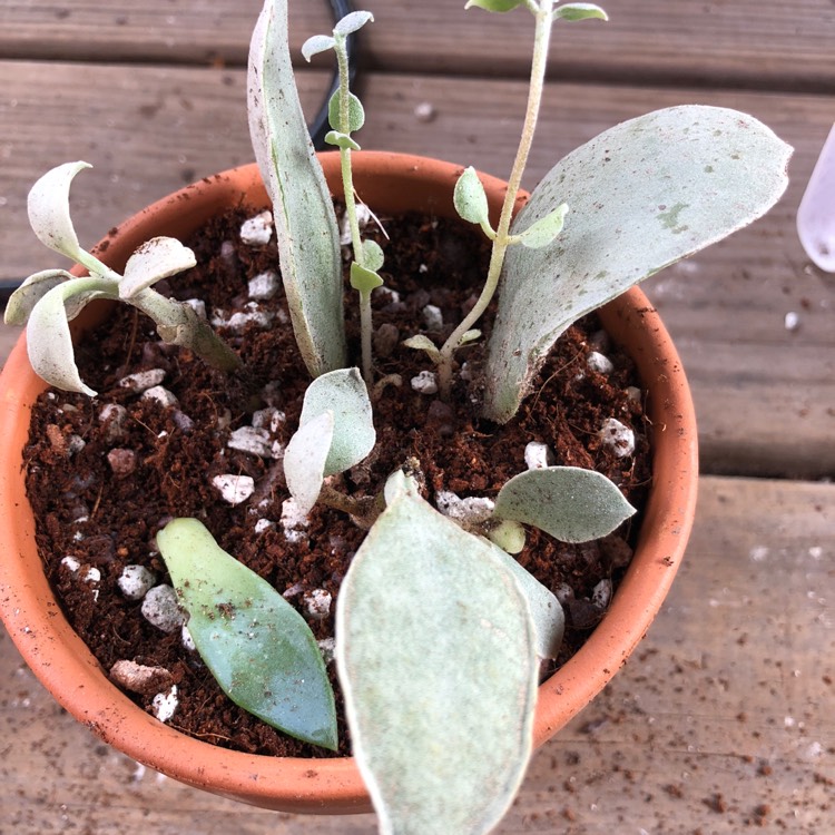 Plant image Kalanchoe Hildebrandtii