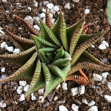 Haworthiopsis limifolia syn. Haworthia limifolia