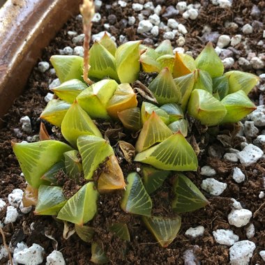 Haworthia Rtusa fa. Geraldii