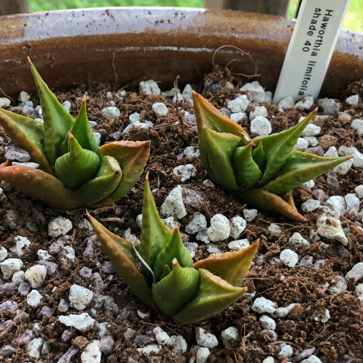 Plant image Haworthiopsis limifolia var. 'Arcana' syn. Haworthia arcana, Haworthia limifolia var. arcana