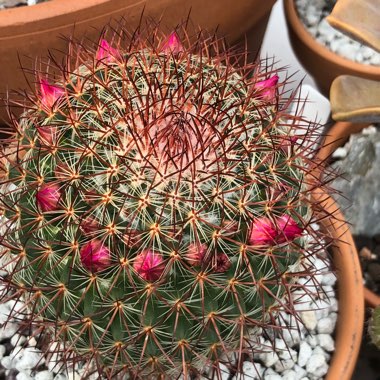 Mammillaria rhodantha