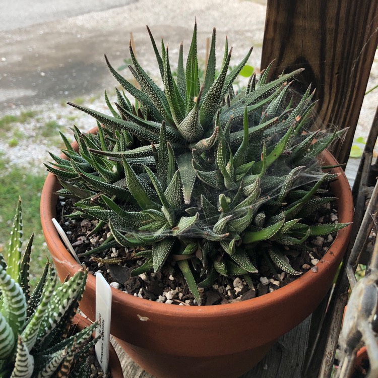 Plant image Haworthiopsis attenuata var. radula syn. Haworthia attenuata var. radula, Haworthia radula