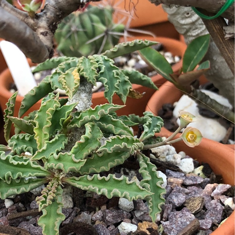 Plant image Euphorbia decaryi var. capsaintemariensis