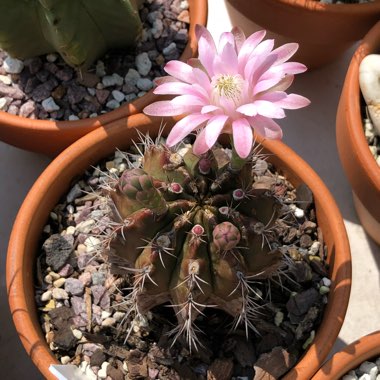 Gymnocalycium mihanovichii var. friedrichii