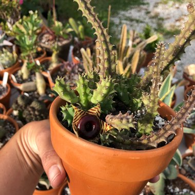 Huernia Zebrina