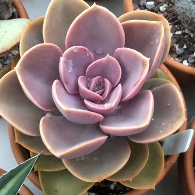 Echeveria Perle Von Nurnberg