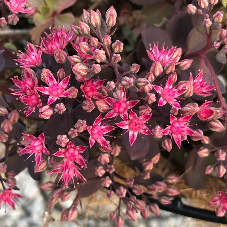 Plant image Sedum 'Sunsparkler Dazzleberry'