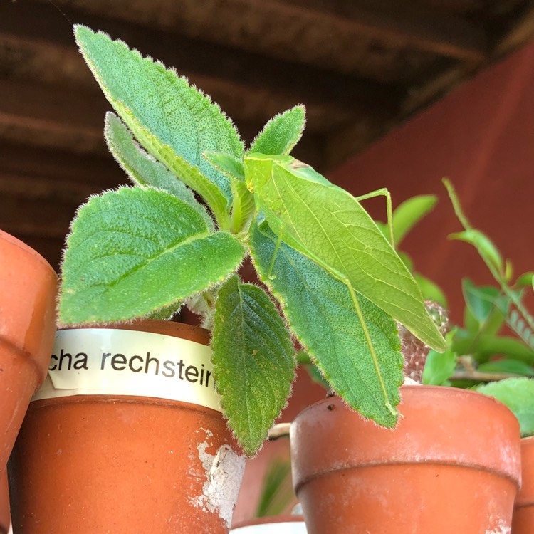 Plant image Sinningia leucotricha syn. Rechsteineria leucotricha