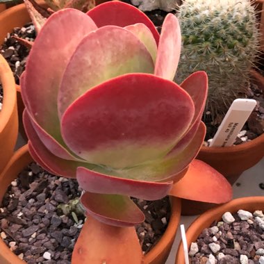 Kalanchoe luciae 'Flapjack'