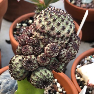 Rebutia canigueralii syn. Sulcorebutia tarabucoensis