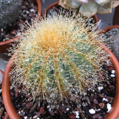 Parodia Magnifica