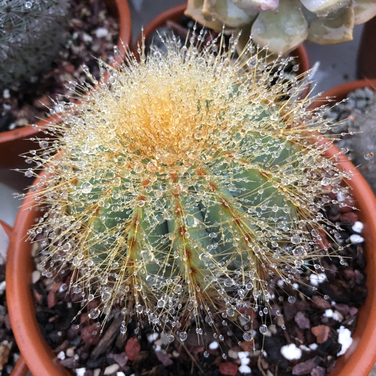 Plant image Parodia Magnifica