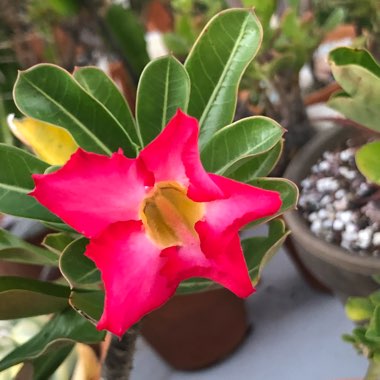 Adenium obesum