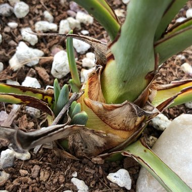 Hesperaloe Parviflora