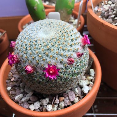 Mammillaria haageana 'Elegans'