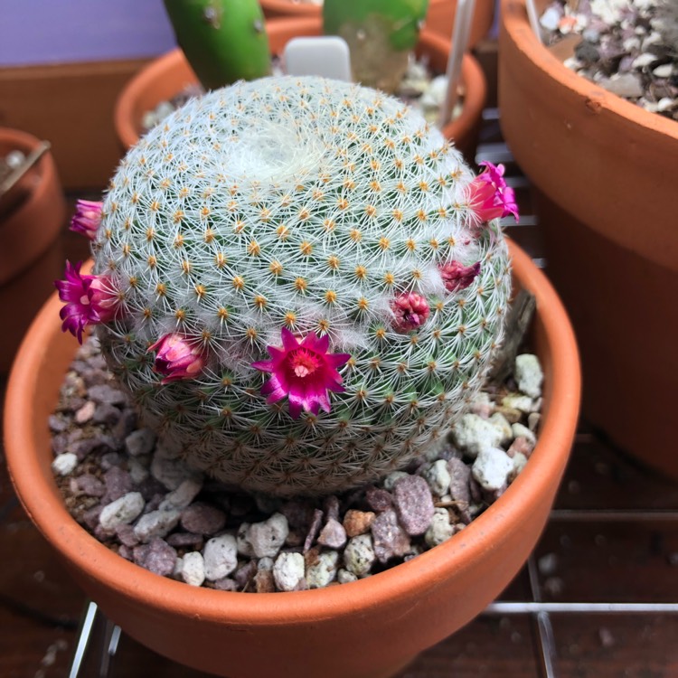 Plant image Mammillaria haageana 'Elegans'