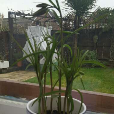 Snake's Head Fritillary