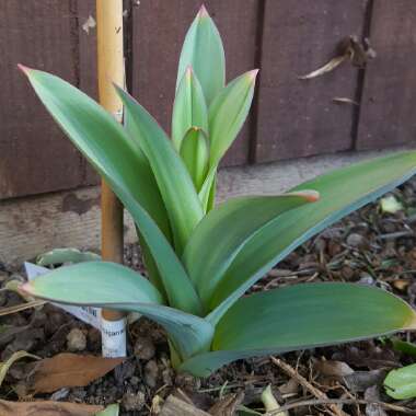 Allium 'Ambassador'