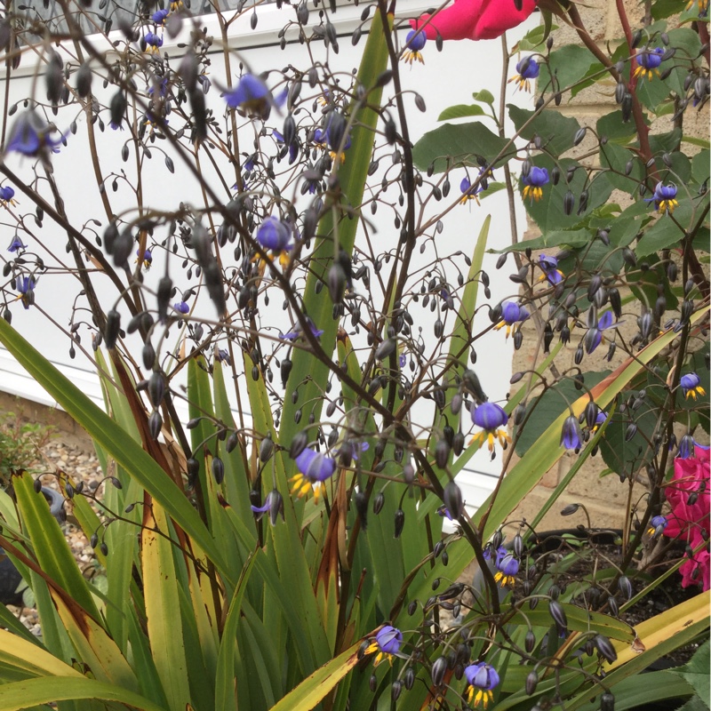 Plant image Dianella