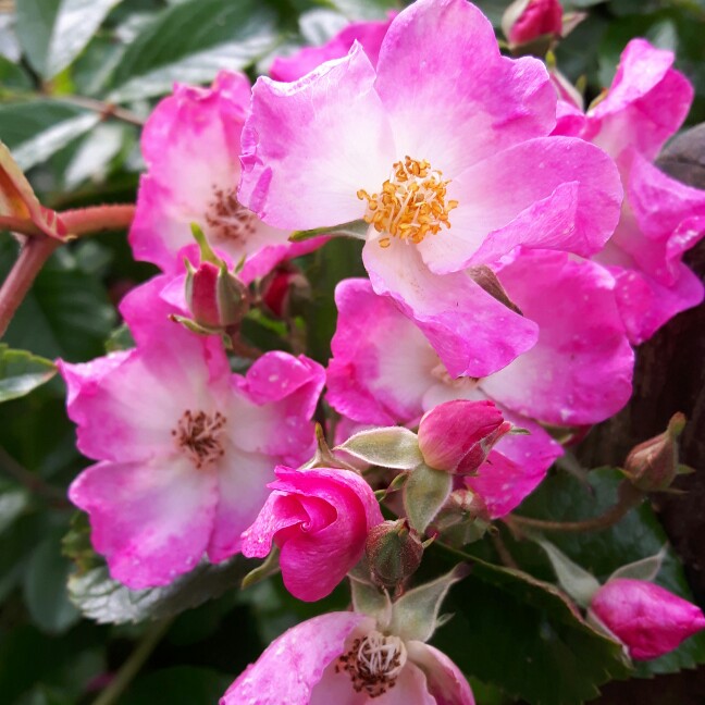 Plant image Rosa 'Ballerina'