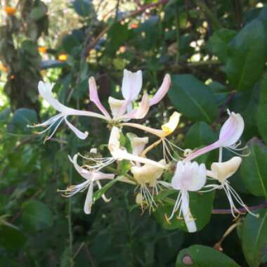 Honeysuckle