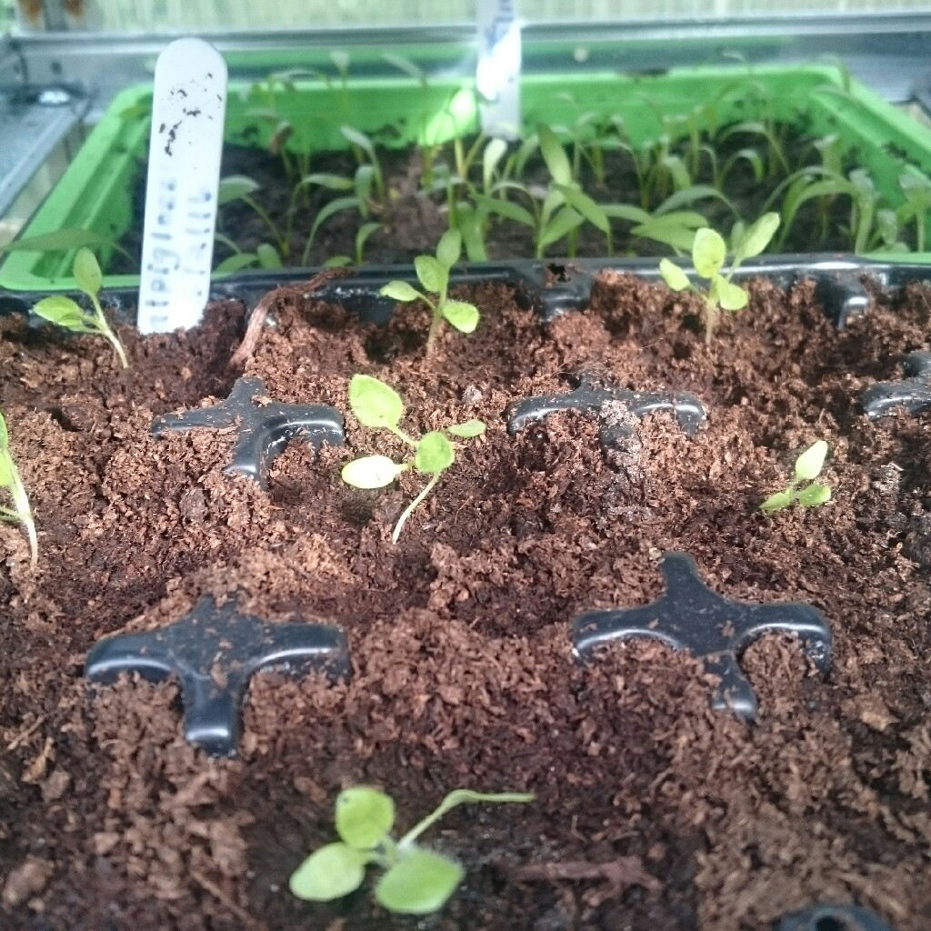 Plant image Salpiglossis sinuata 'Royale Mixed' (Mix)