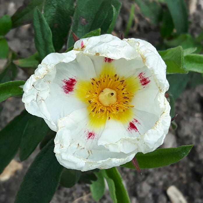 Plant image Cistus ladanifer var. sulcatus x C. ladanifer 'Blanche'