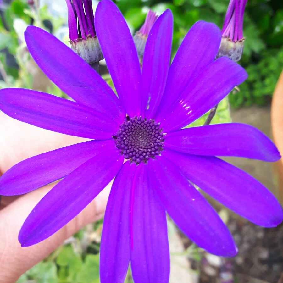 Plant image Pericallis x hybrida (Senetti Series)