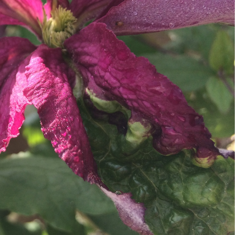 Plant image Clematis viticella 'Justa'