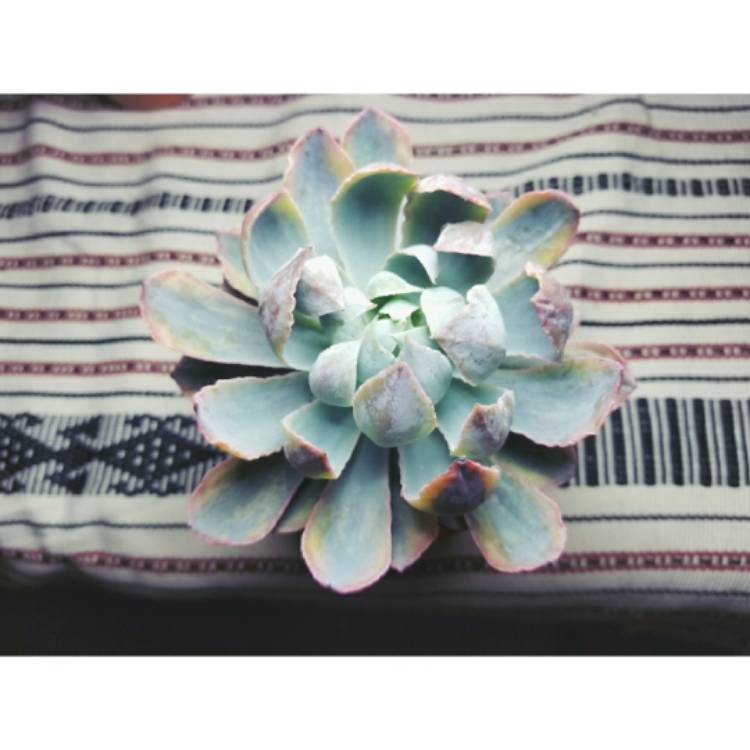 Plant image Echeveria Blue Heron Variegata