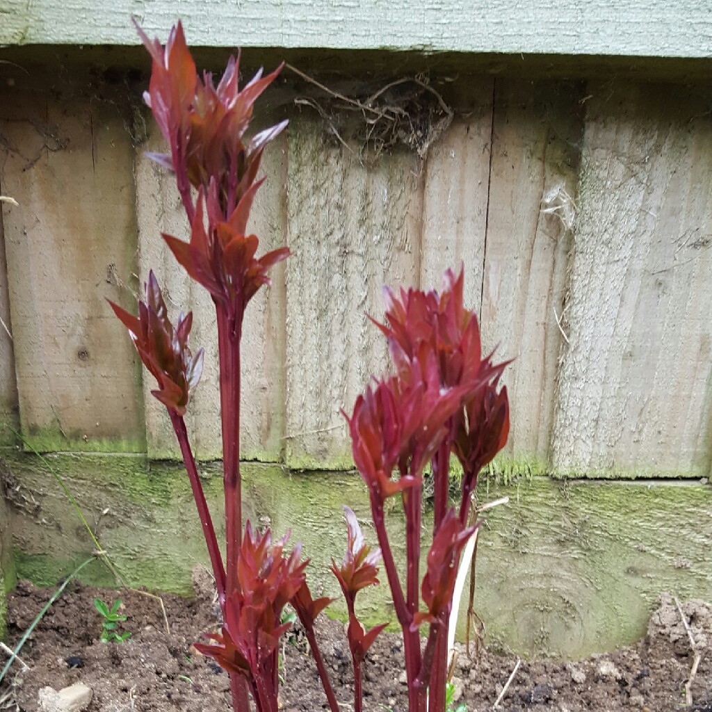 Plant image Paeonia lactiflora 'Felix Crousse'