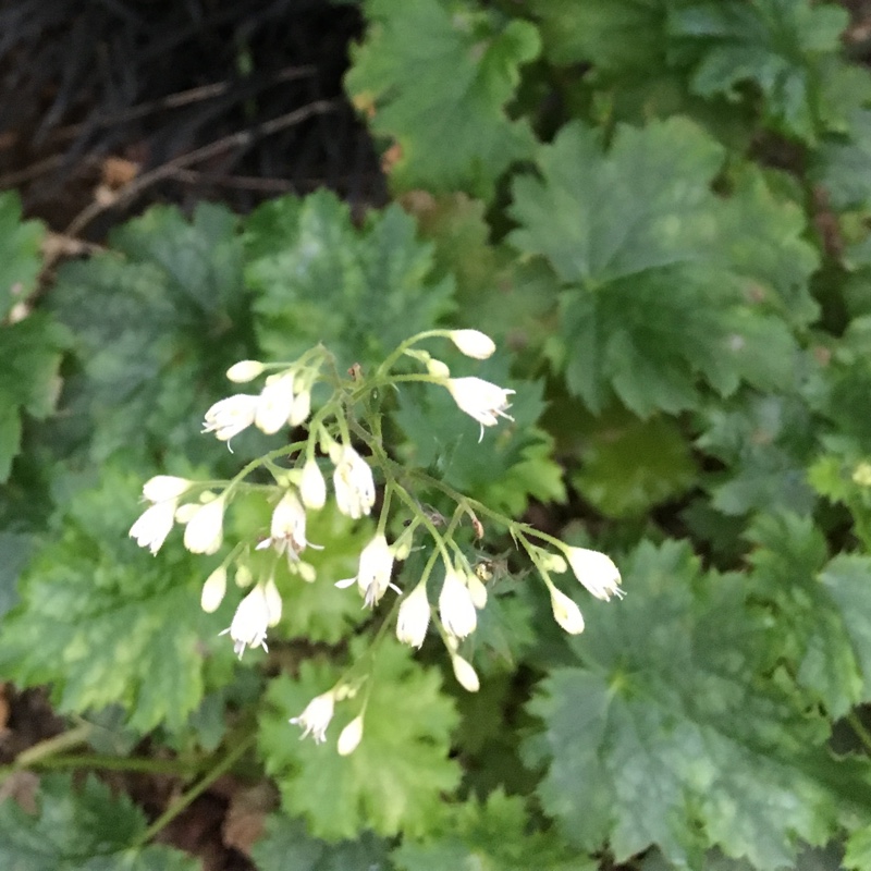 Plant image Heuchera 'Dales Strain'