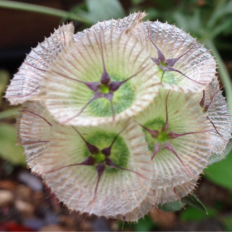 Plant image Scabiosa stellata 'Sternkugel'