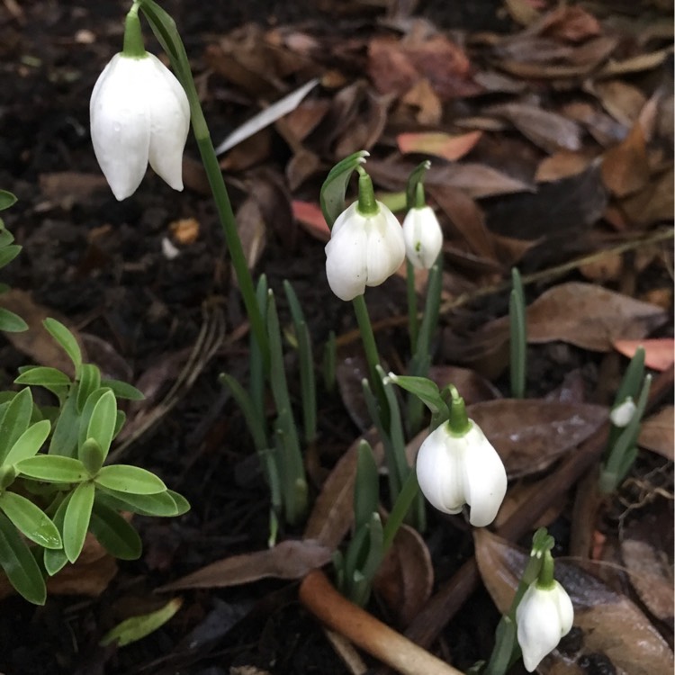 Plant image Galanthus 'Galatea'