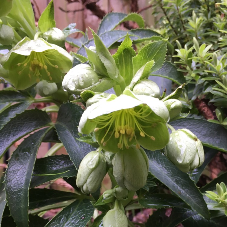 Plant image Helleborus viridis